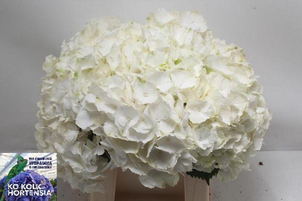 Срезанные цветы оптом Hydrangea white verena от 10шт из Голландии с доставкой по России