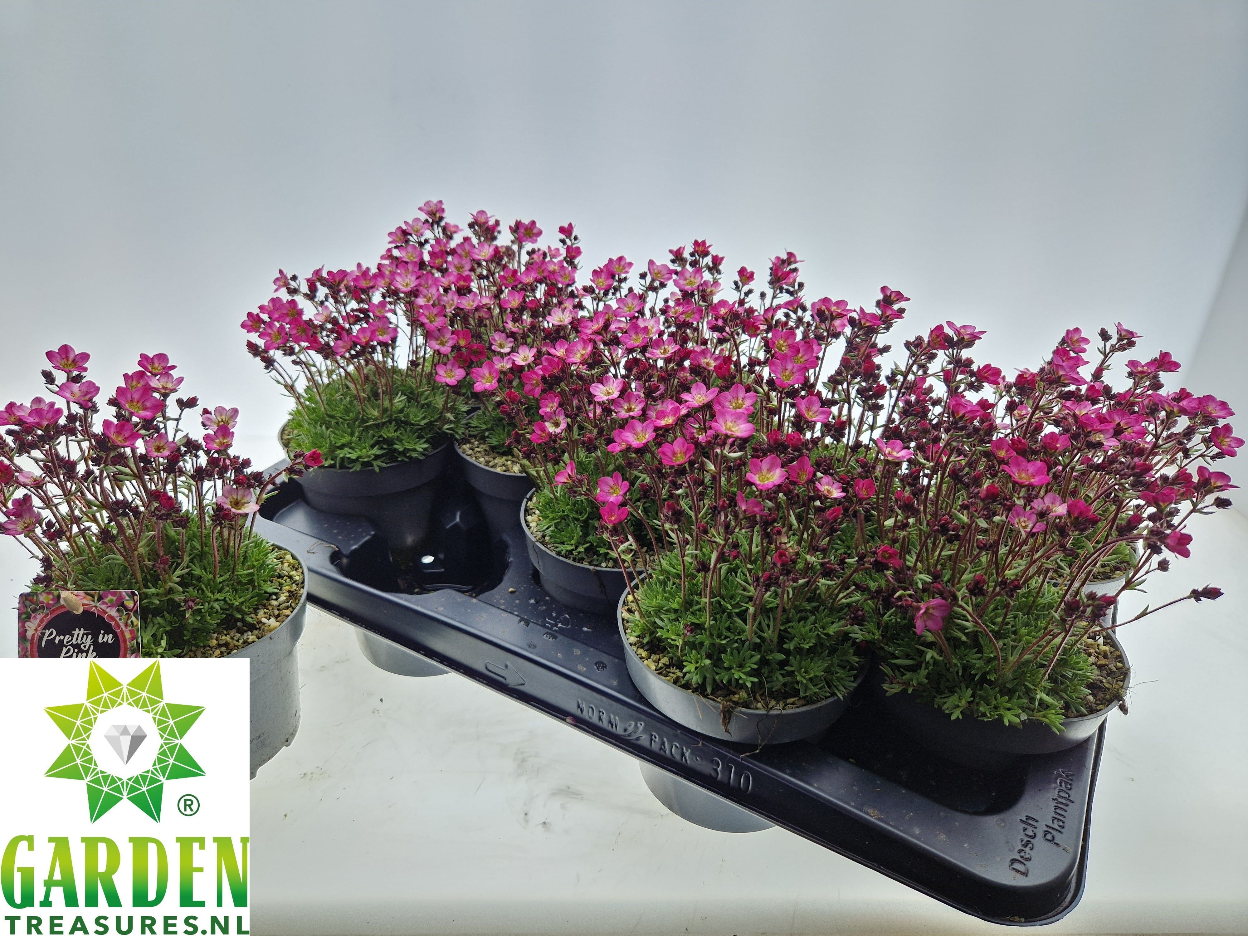 Горшечные цветы и растения оптом Saxif Arendsii от 10шт из Голландии с доставкой по России