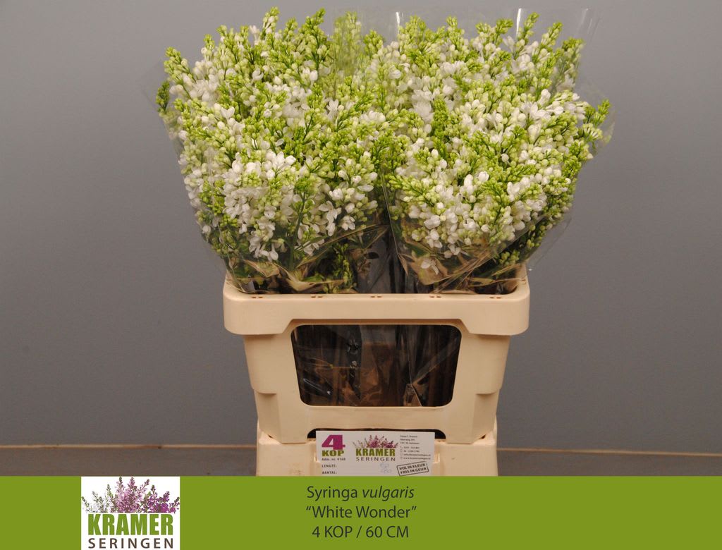 Срезанные цветы оптом Syringa white wonder от 30шт из Голландии с доставкой по России