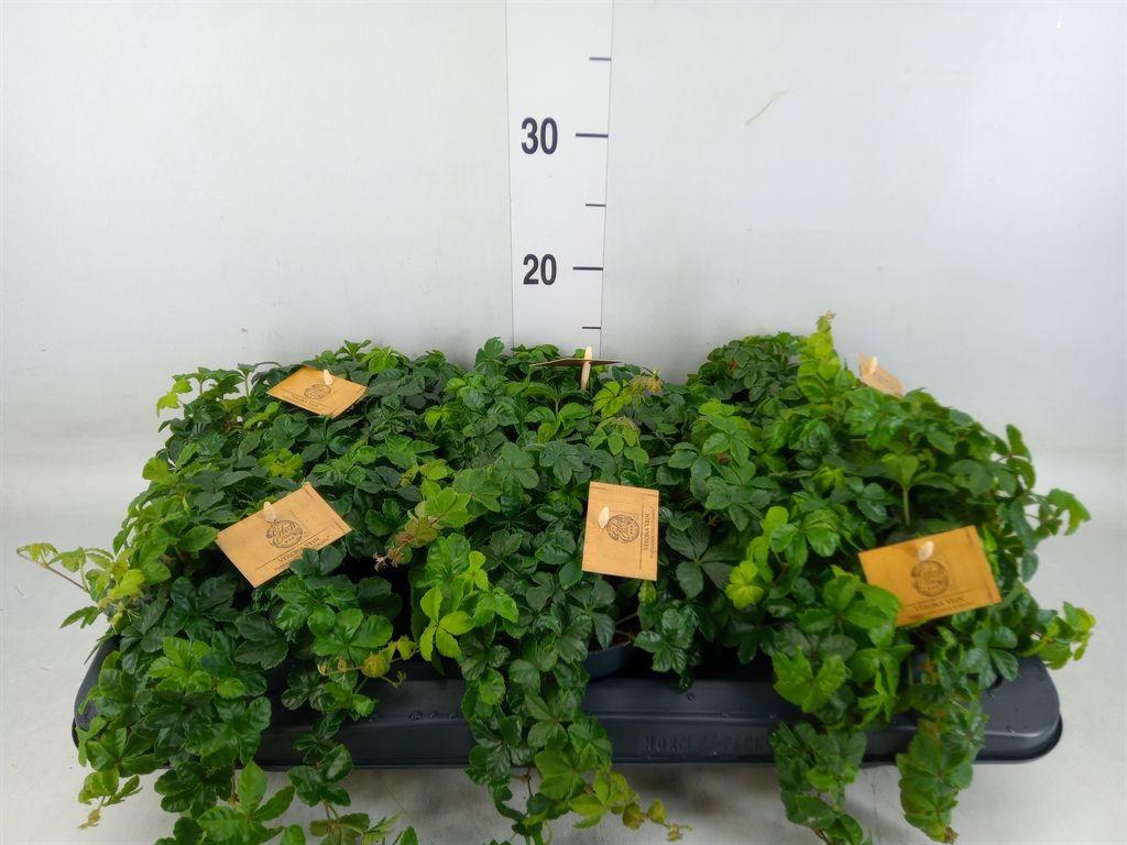 Горшечные цветы и растения оптом Parthenocissus Inserta от 6шт из Голландии с доставкой по России