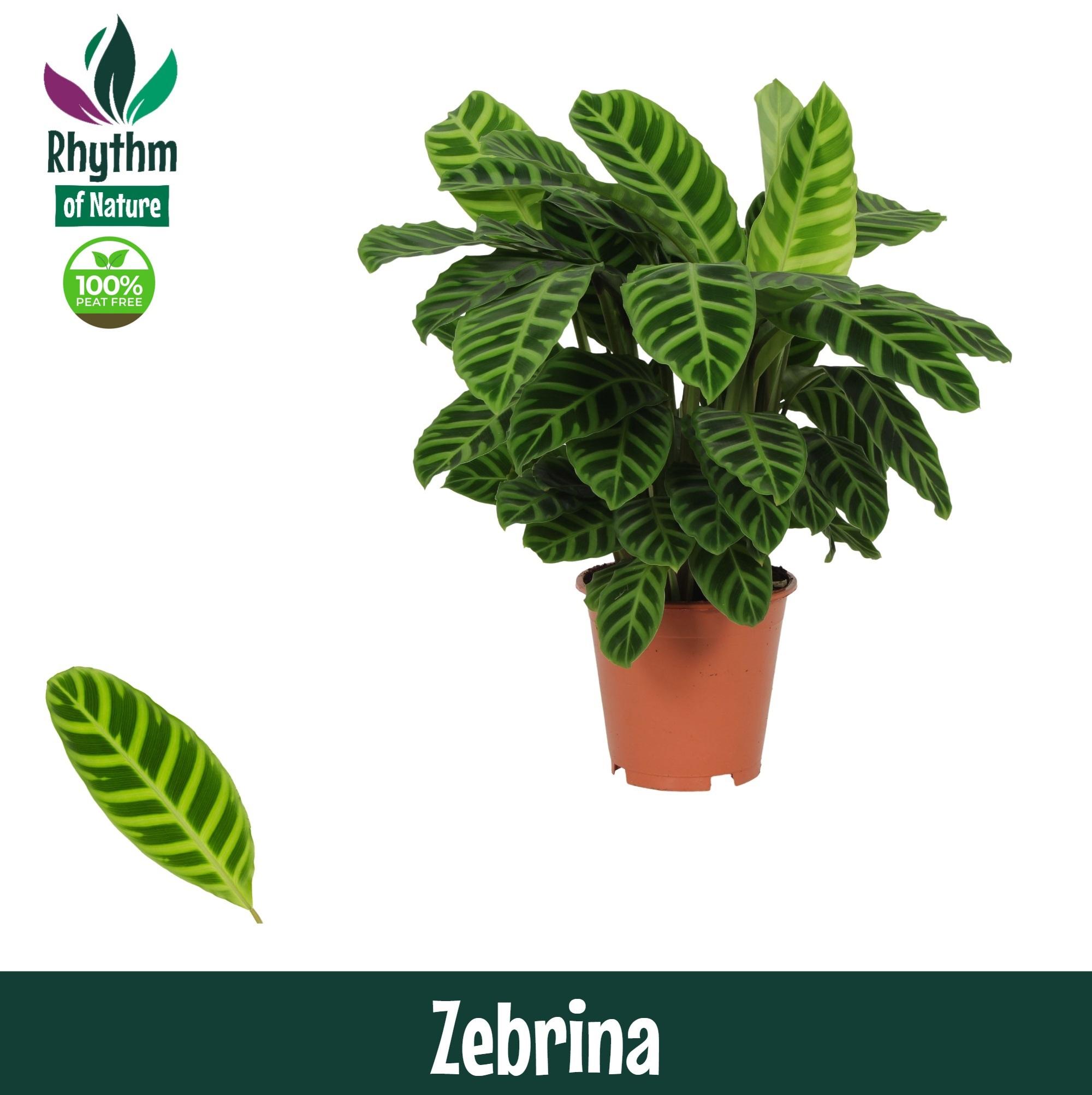 Горшечные цветы и растения оптом Calathea Zebrina (rhythm Of Nature) от 1шт из Голландии с доставкой по России