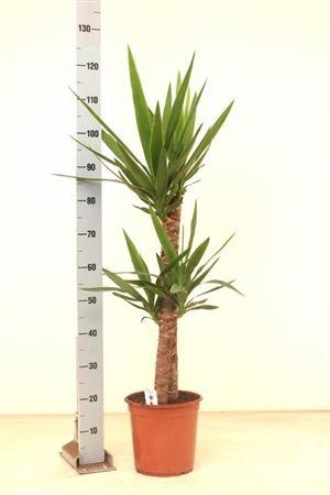 Горшечные цветы и растения оптом Yucca 75-45 Cm 2+ от 1шт из Голландии с доставкой по России