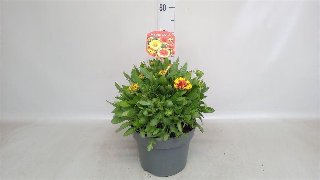 Горшечные цветы и растения оптом Gaillardia Aristata от 1шт из Голландии с доставкой по России