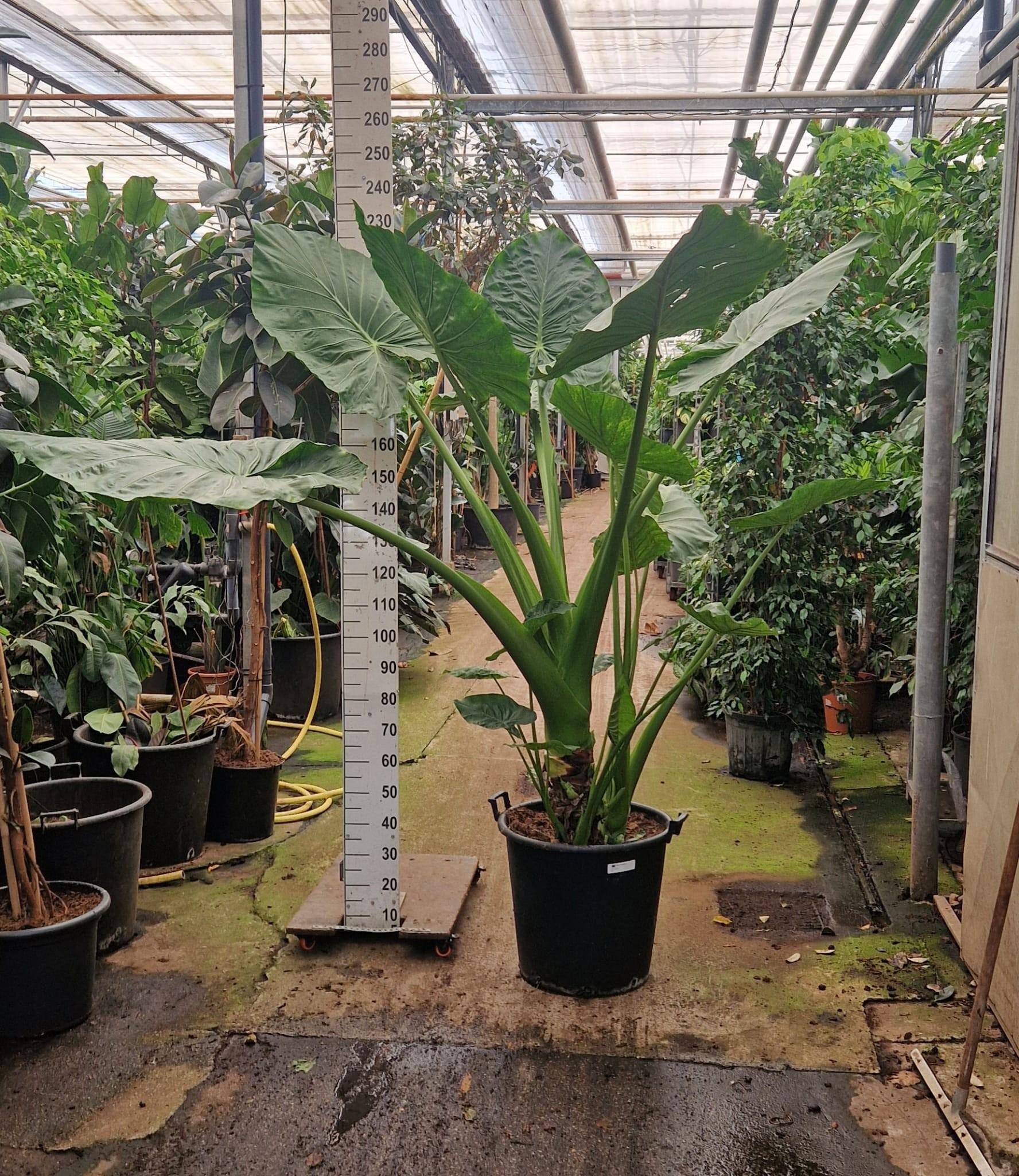 Горшечные цветы и растения оптом Alocasia Macrorhiza от 1шт (для телеги) из Голландии с доставкой по России