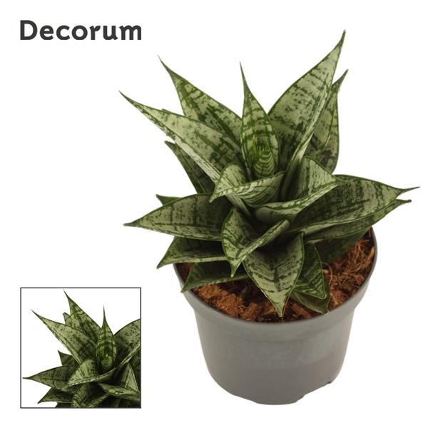 Горшечные цветы и растения оптом Sansevieria Erlandel Crown  (decorum) от 12шт (для телеги) из Голландии с доставкой по России