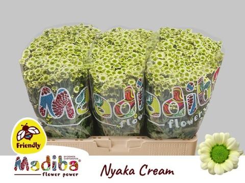 Срезанные цветы оптом Chrys sa madiba nyaka cream от 75шт из Голландии с доставкой по России