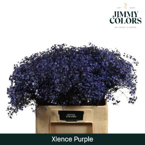 Срезанные цветы оптом Gyps large paint purple от 25шт из Голландии с доставкой по России