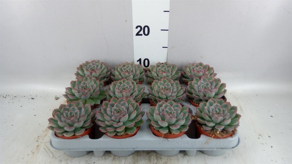 Горшечные цветы и растения оптом Echeveria hercules от 12шт (для телеги) из Голландии с доставкой по России