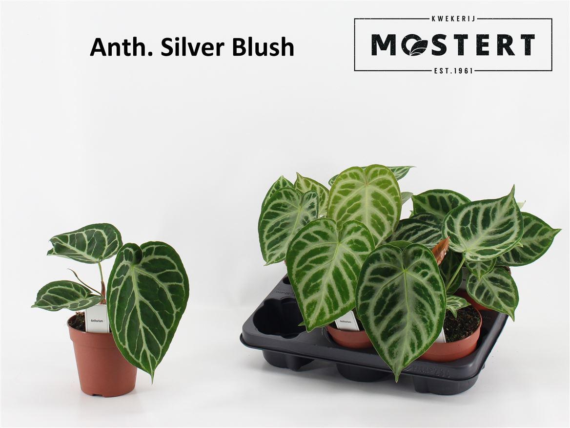 Горшечные цветы и растения оптом Anthurium Magnificum от 6шт из Голландии с доставкой по России