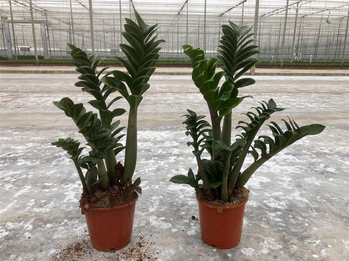 Горшечные цветы и растения оптом Zamioculcas Zenzi 2+ от 7шт из Голландии с доставкой по России