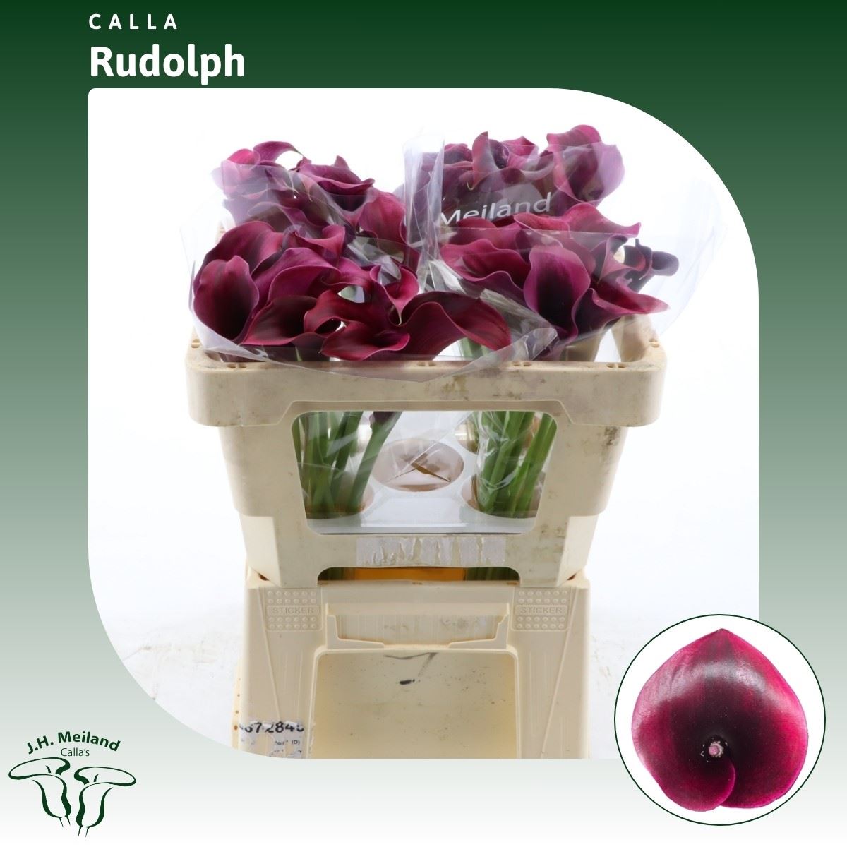 Срезанные цветы оптом Zantedeschia rudolph от 40шт. из Голландии с доставкой по России