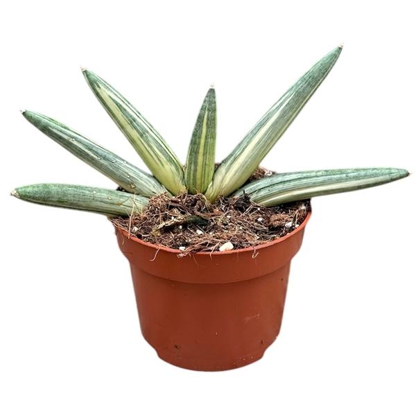 Горшечные цветы и растения оптом Sansevieria Boncel Variegata от 1шт из Голландии с доставкой по России