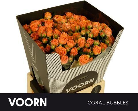 Срезанные цветы оптом Rosa spray coral bubbles от 20шт из Голландии с доставкой по России