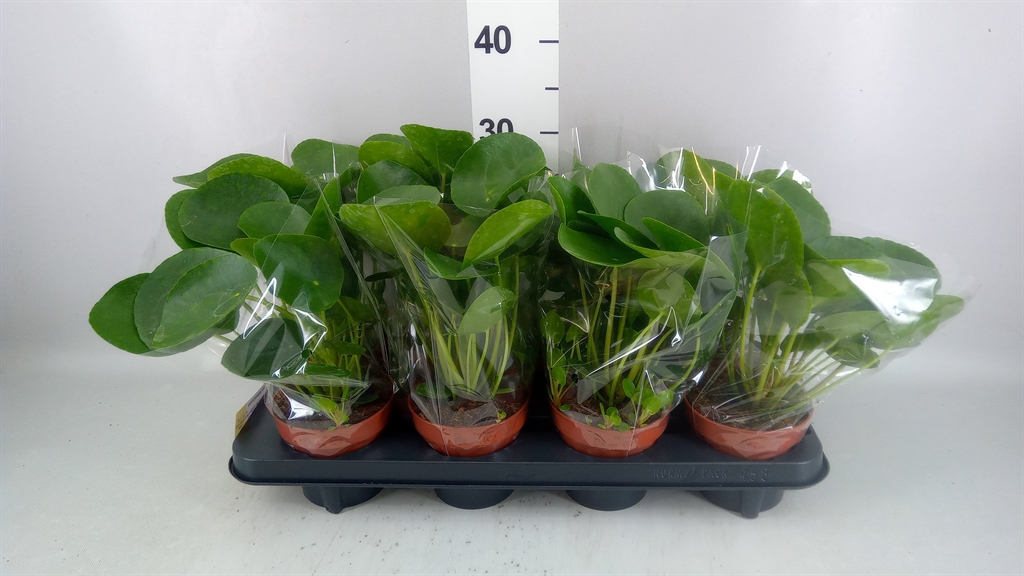 Горшечные цветы и растения оптом Pilea Peperomioides от 8шт из Голландии с доставкой по России