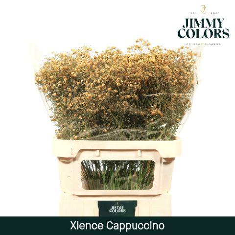 Срезанные цветы оптом Gyps large paint cappucino от 50шт из Голландии с доставкой по России