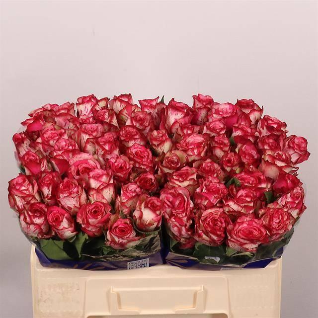 Срезанные цветы оптом Rosa large barracuda от 60шт из Голландии с доставкой по России