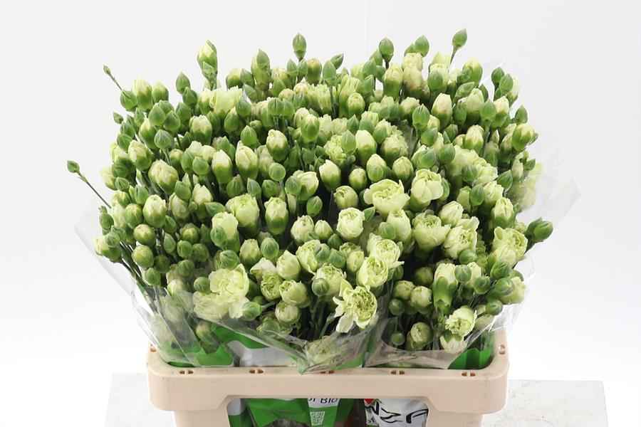 Срезанные цветы оптом Dianthus sp brocoli от 100шт из Голландии с доставкой по России