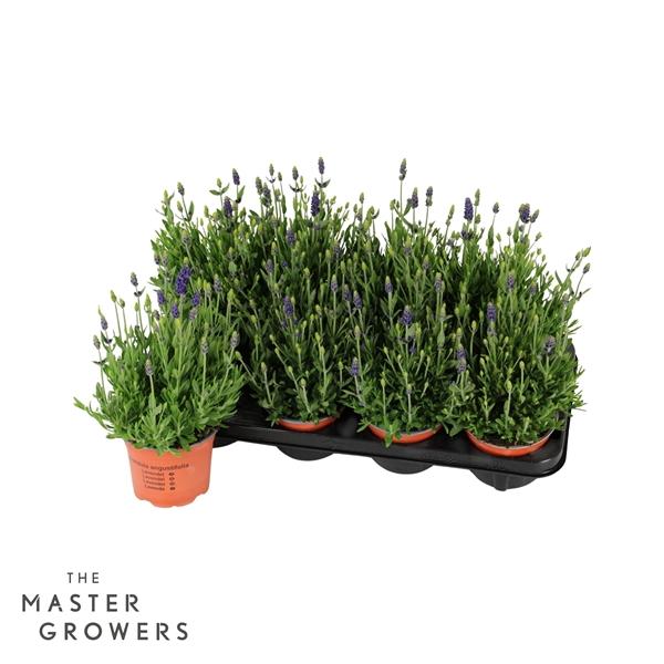 Горшечные цветы и растения оптом Lavandula An Spea Blue от 8шт из Голландии с доставкой по России