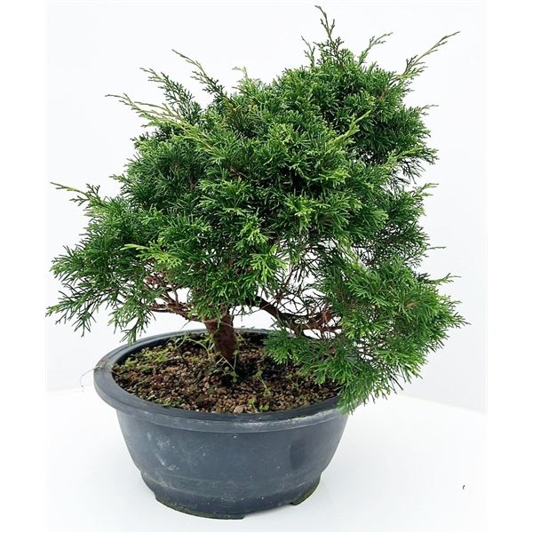 Горшечные цветы и растения оптом Bonsai Juniperus Chinensis, 27cm., In Trainingspot от 2шт из Голландии с доставкой по России