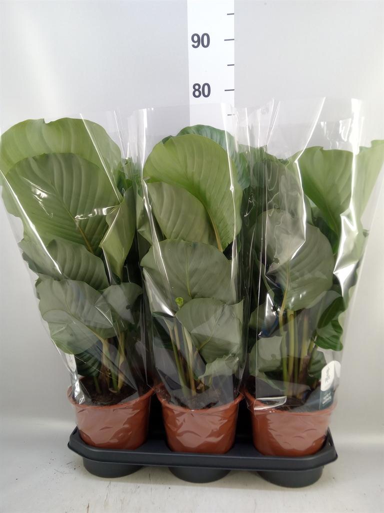 Горшечные цветы и растения оптом Calathea Orbifolia от 3шт из Голландии с доставкой по России