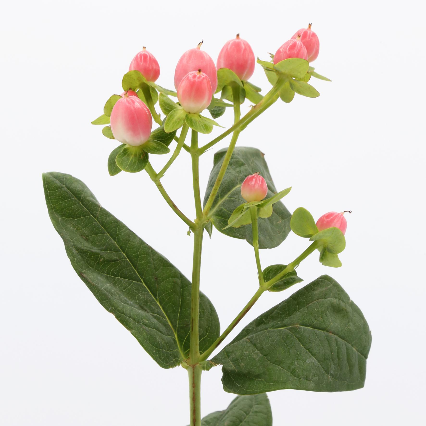 Срезанные цветы оптом Hypericum sweet romance от 250шт из Голландии с доставкой по России