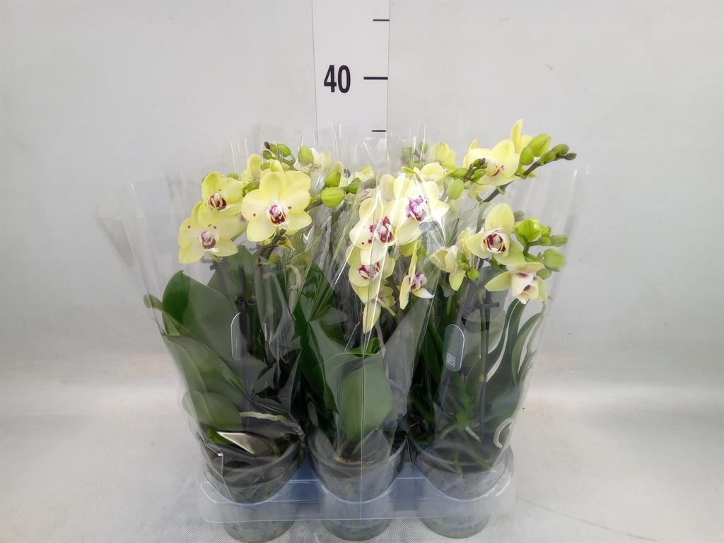 Горшечные цветы и растения оптом Phalaenopsis Multi.   ... от 6шт (для телеги) из Голландии с доставкой по России