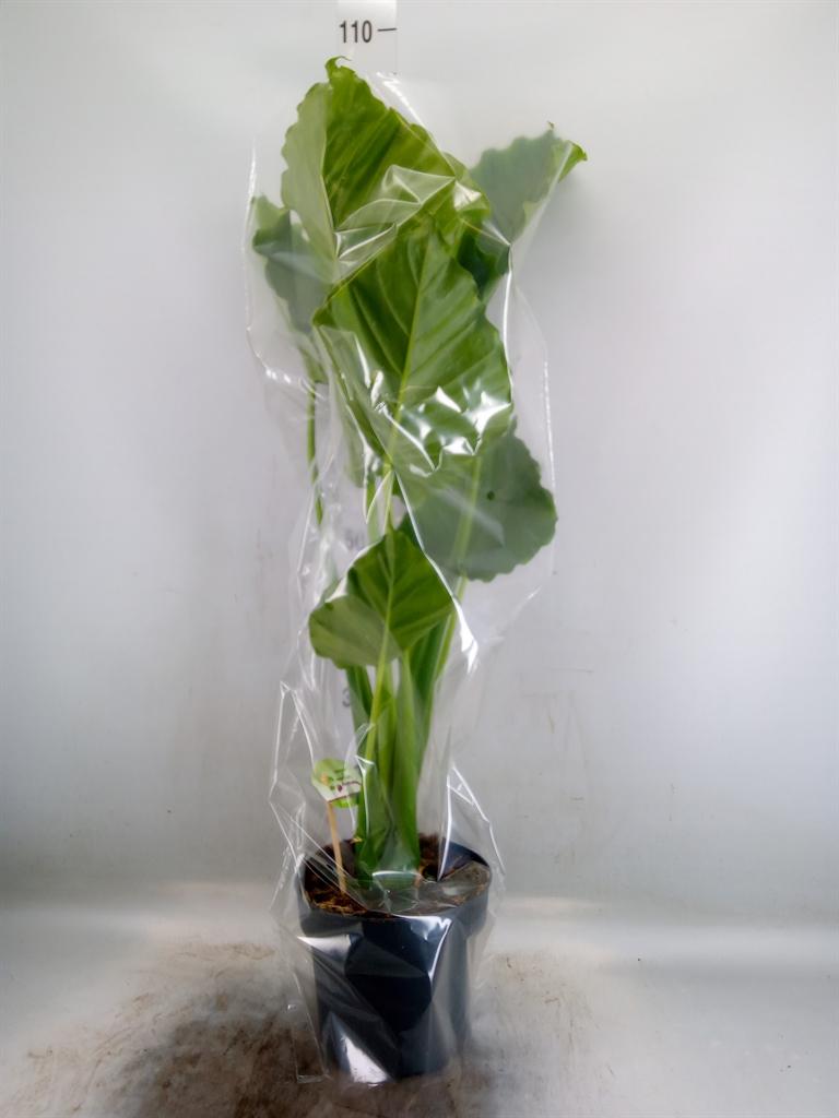 Горшечные цветы и растения оптом Alocasia Gageana от 1шт (для телеги) из Голландии с доставкой по России