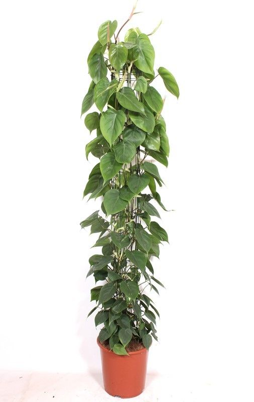 Горшечные цветы и растения оптом Philodendron Scandens Piramide от 1шт из Голландии с доставкой по России