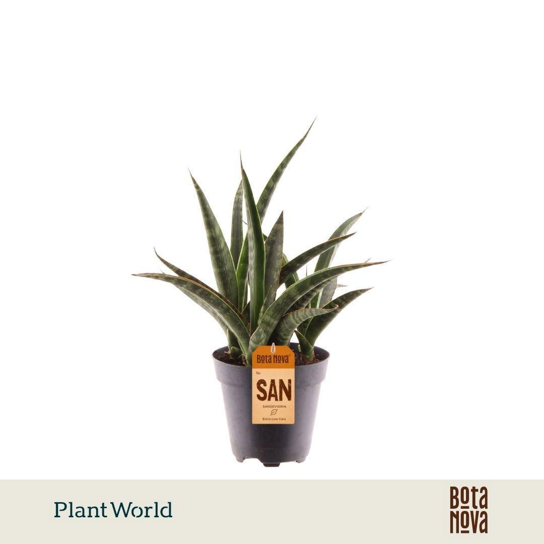 Горшечные цветы и растения оптом Sansevieria Trifasciata Megan от 6шт из Голландии с доставкой по России