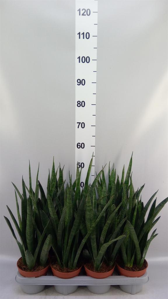 Горшечные цветы и растения оптом Sansevieria Zeylanica greenline от 7шт из Голландии с доставкой по России