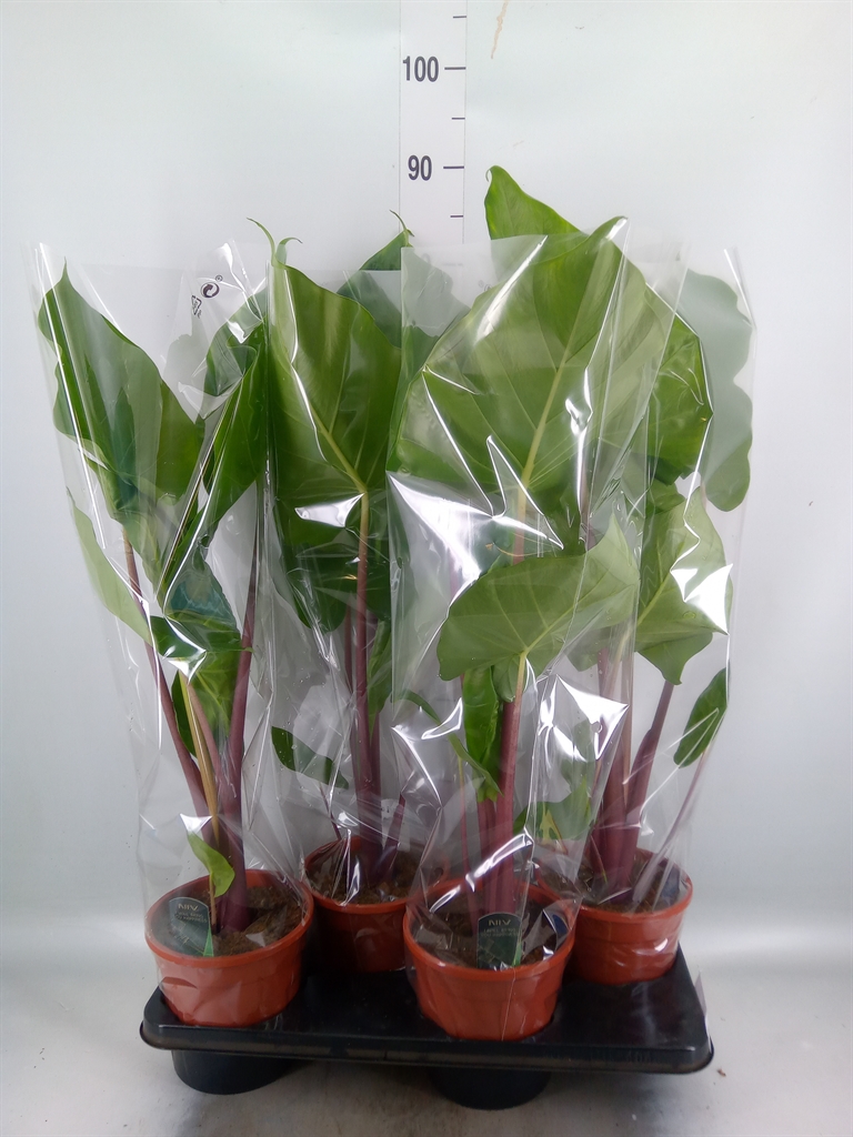 Горшечные цветы и растения оптом Alocasia   ... от 4шт (для телеги) из Голландии с доставкой по России