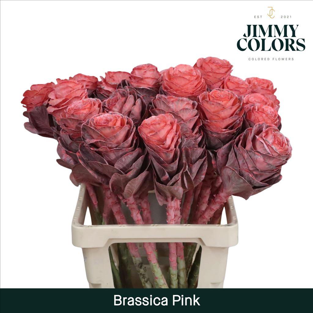 Срезанные цветы оптом Brassica L60 Pink от 20шт из Голландии с доставкой по России