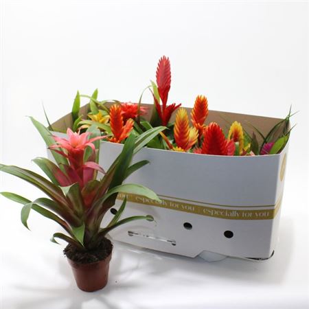 Горшечные цветы и растения оптом Bromelia Gem от 12шт из Голландии с доставкой по России