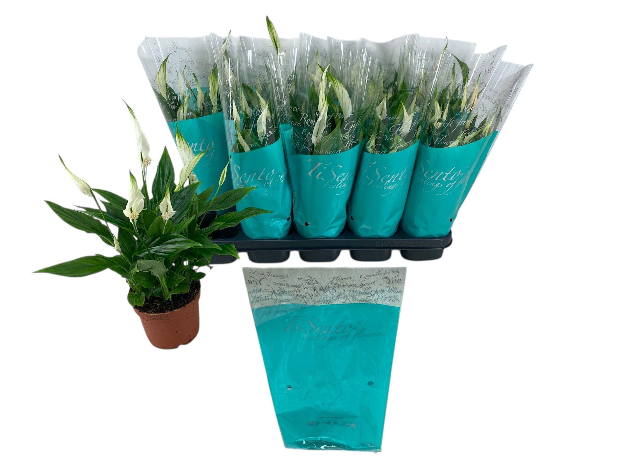 Горшечные цветы и растения оптом Spath Ov от 10шт из Голландии с доставкой по России