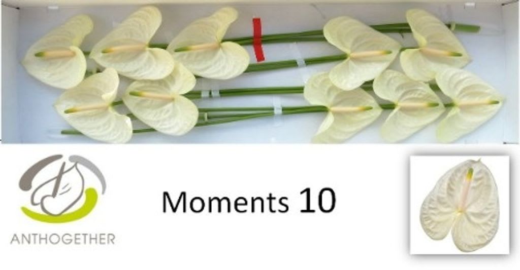 Срезанные цветы оптом Anthurium moments от 10шт из Голландии с доставкой по России