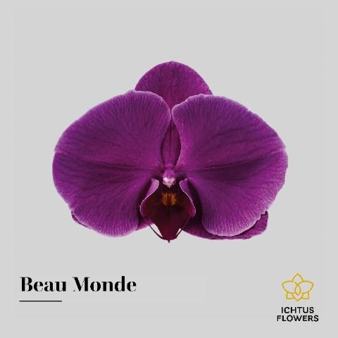 Срезанные цветы оптом Phalaenopsis beau monde (per flower) от 100шт из Голландии с доставкой по России Срезанные цветы оптом Phalaenopsis beau monde (per flower) от 100шт из Голландии с доставкой по России
