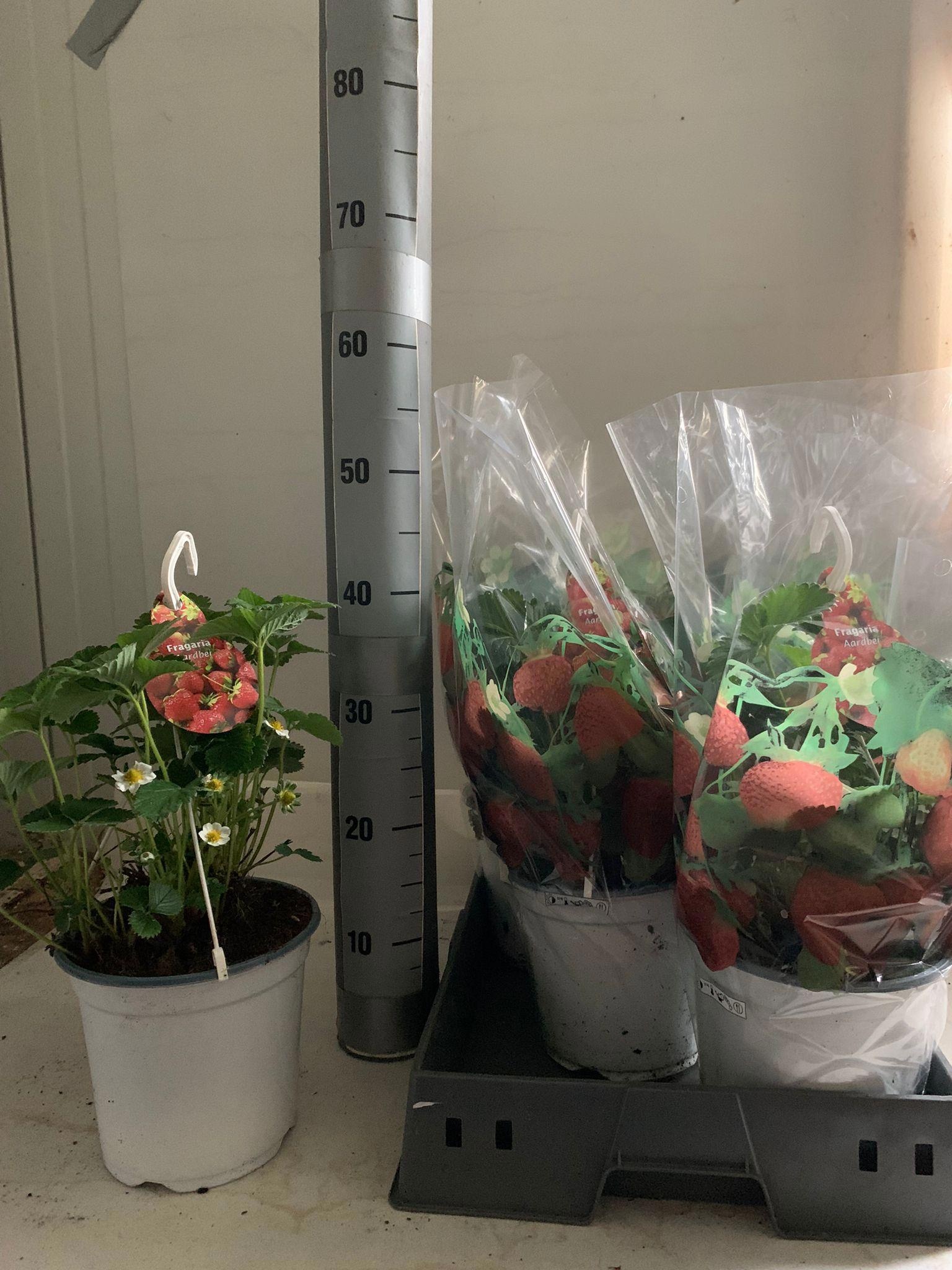 Горшечные цветы и растения оптом Frag Elsanta от 5шт из Голландии с доставкой по России