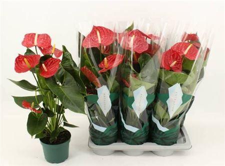 Горшечные цветы и растения оптом Anth An Oregon  5+ (replace Dakota) от 6шт из Голландии с доставкой по России