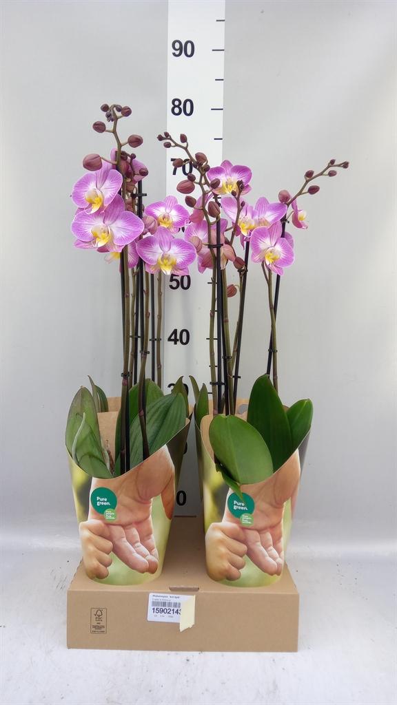 Горшечные цветы и растения оптом Phalaenopsis ant Split от 4шт из Голландии с доставкой по России