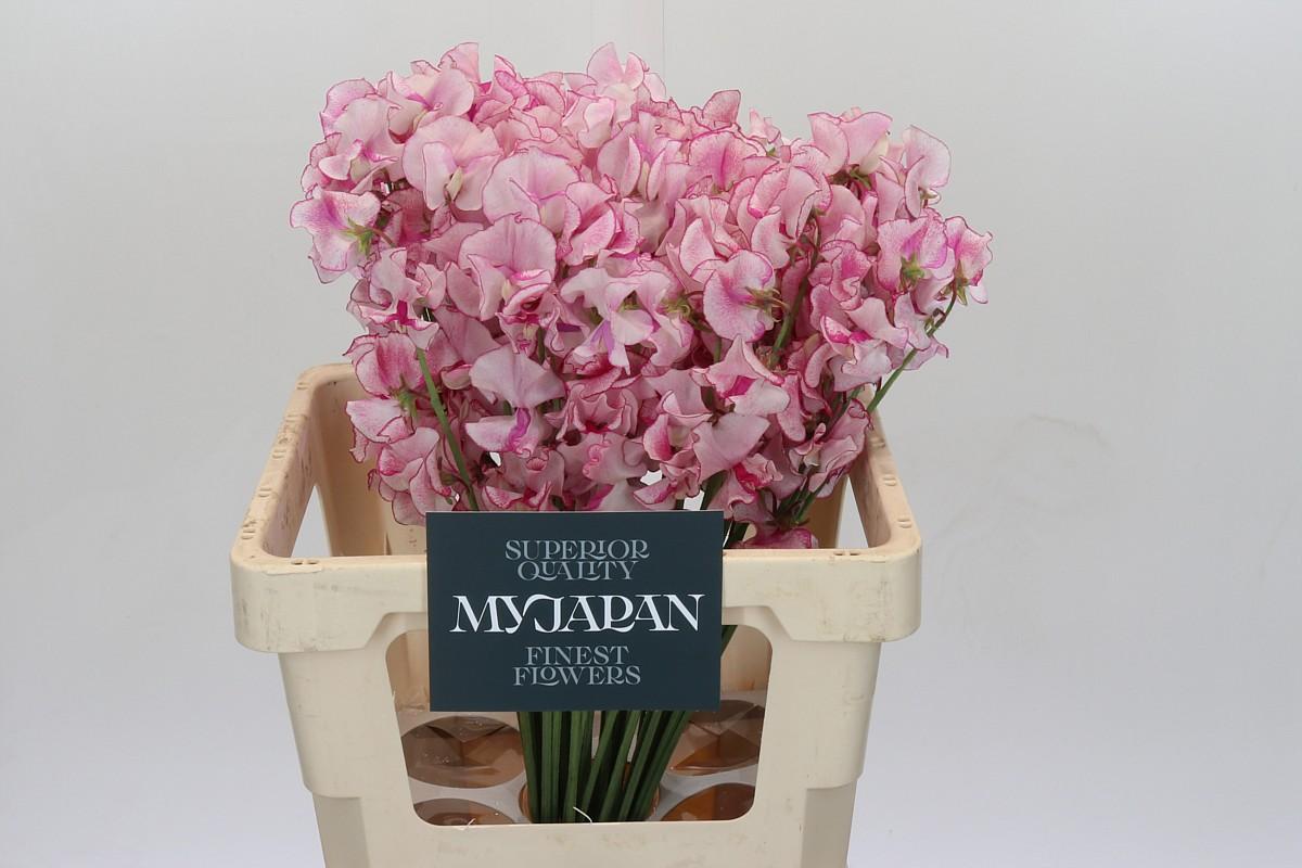 Срезанные цветы оптом Lathyrus pink shibori от 50шт из Голландии с доставкой по России