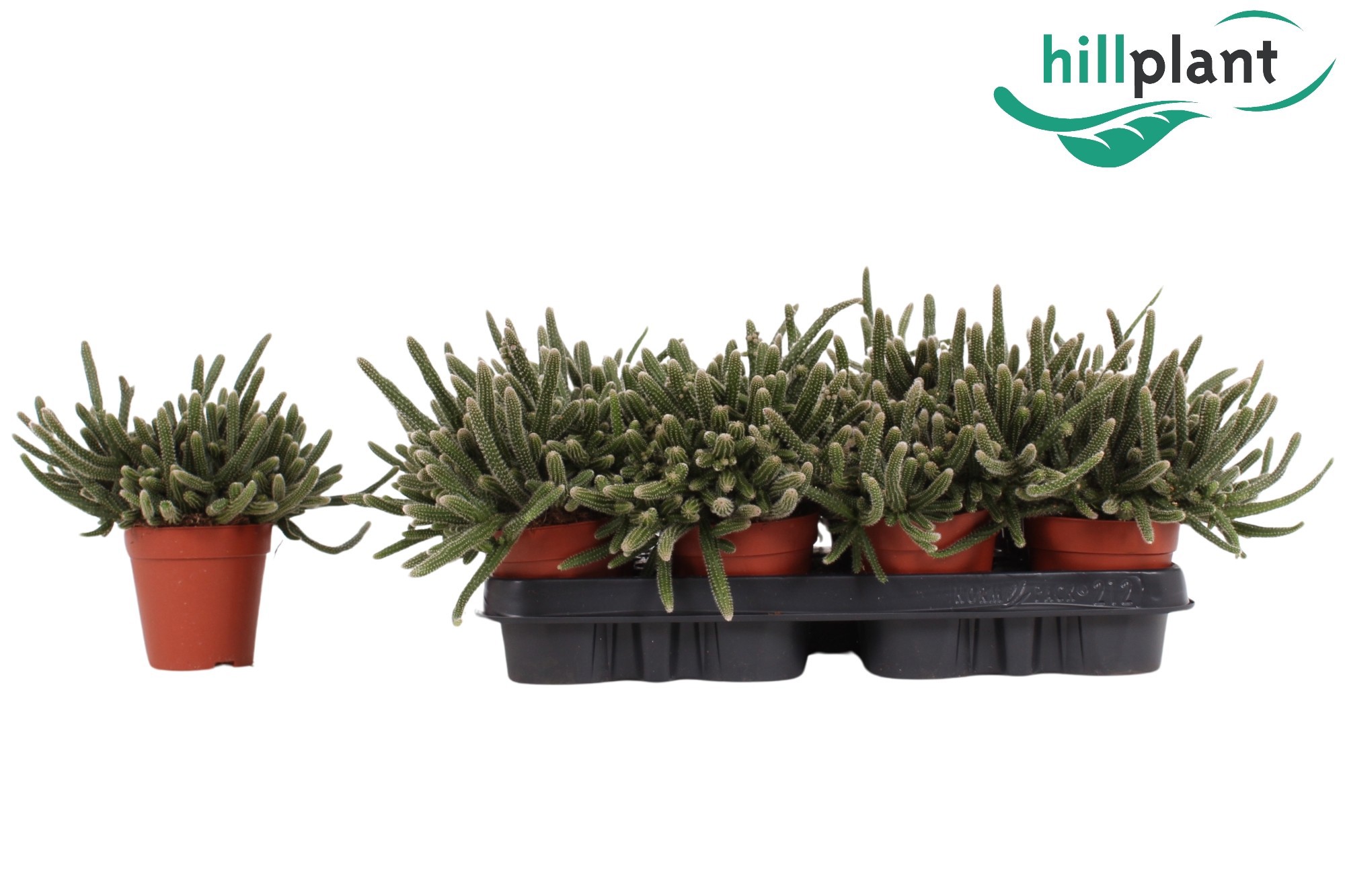 Горшечные цветы и растения оптом Rhipsalis Baccifera Horrida от 12шт (для телеги) из Голландии с доставкой по России