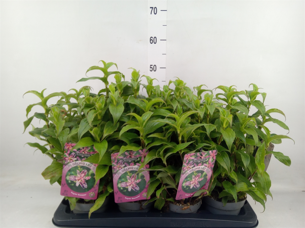 Горшечные цветы и растения оптом Tricyrtis Hirta от 8шт из Голландии с доставкой по России