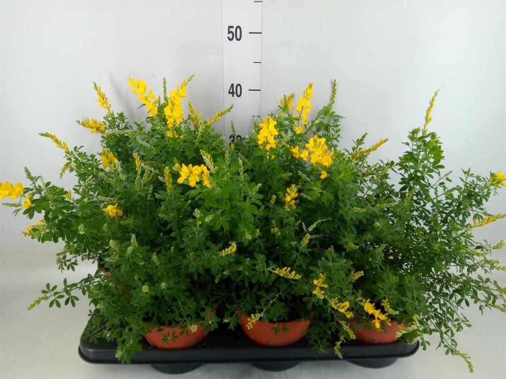 Горшечные цветы и растения оптом Genista Spachiana от 6шт из Голландии с доставкой по России
