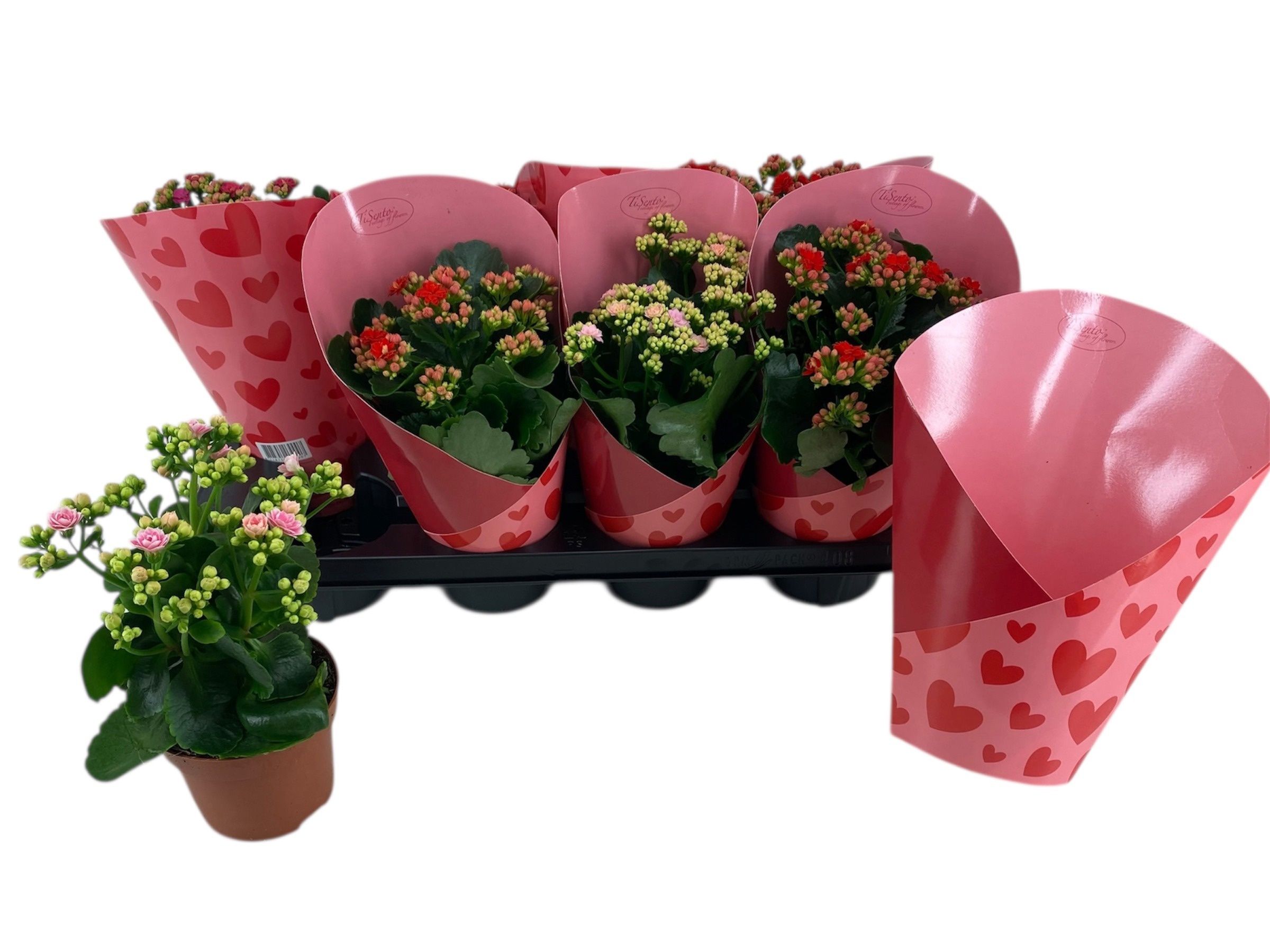 Горшечные цветы и растения оптом Kal Ge Gem от 8шт из Голландии с доставкой по России