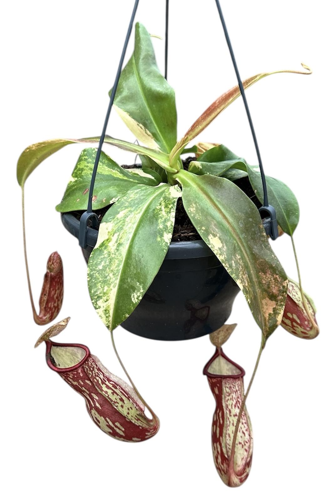 Горшечные цветы и растения оптом Nepenthes Gaya Variegata от 1шт из Голландии с доставкой по России Горшечные цветы и растения оптом Nepenthes Gaya Variegata от 1шт из Голландии с доставкой по России