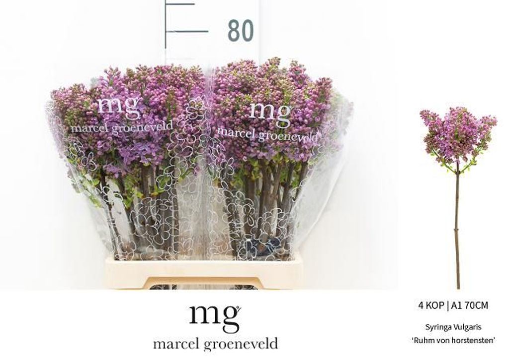 Срезанные цветы оптом Syringa ruhm von horstenstein от 30шт из Голландии с доставкой по России