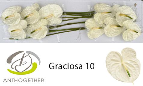 Срезанные цветы оптом Anthurium graciosa от 10шт из Голландии с доставкой по России