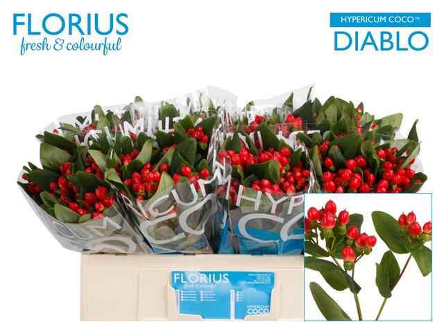 Срезанные цветы оптом Hypericum coco diablo от 120шт из Голландии с доставкой по России