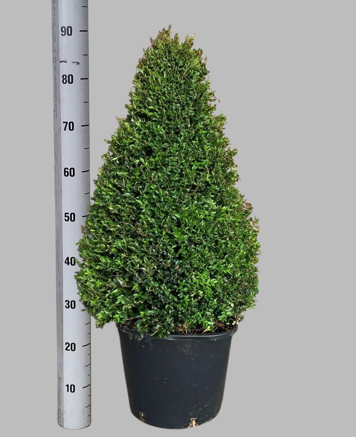 Горшечные цветы и растения оптом Lon S Ni Elegant от 1шт из Голландии с доставкой по России