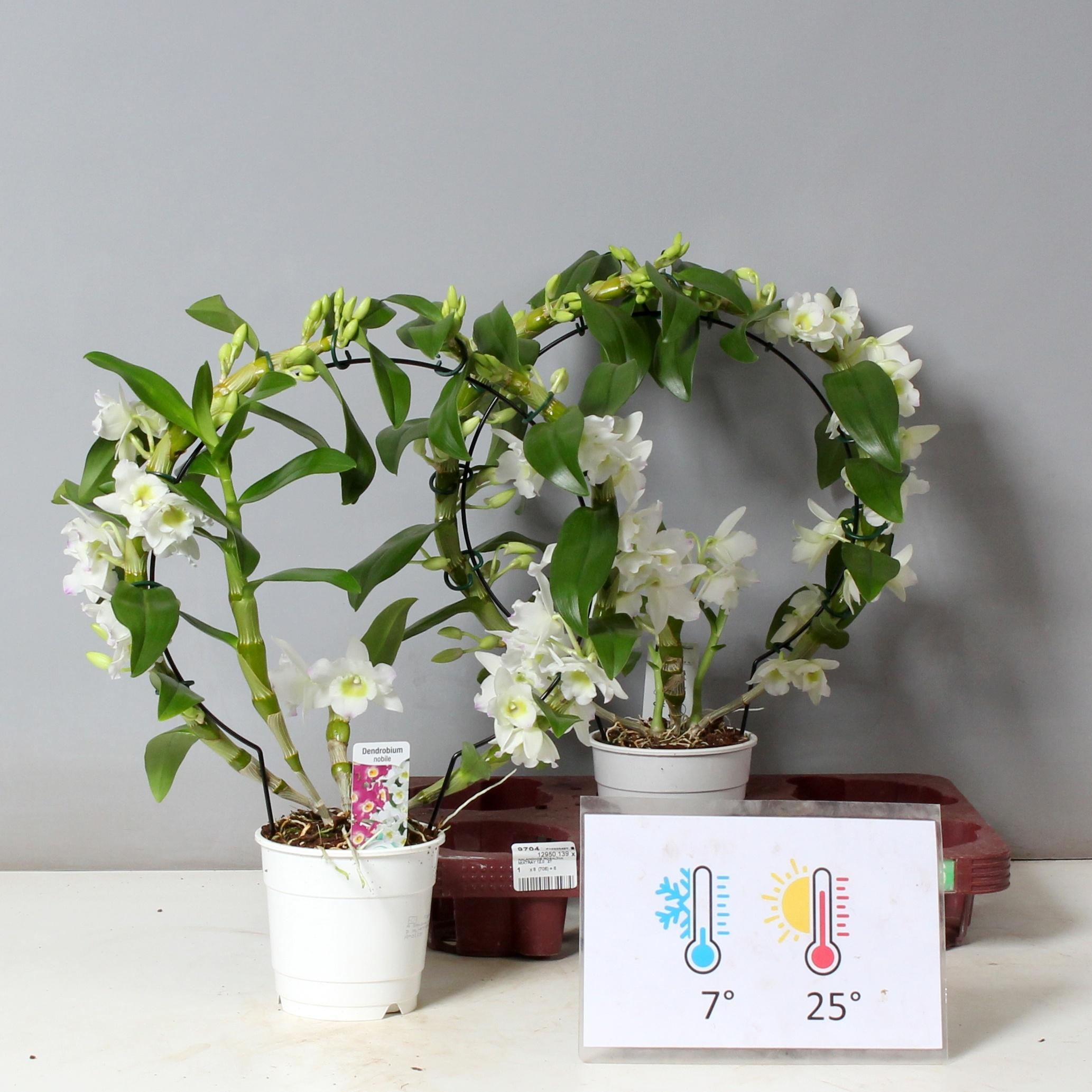 Горшечные цветы и растения оптом Dendr N Sc Apollon от 2шт из Голландии с доставкой по России